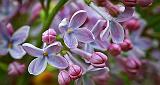 Lilac Closeup_P1110958